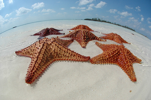 convex star