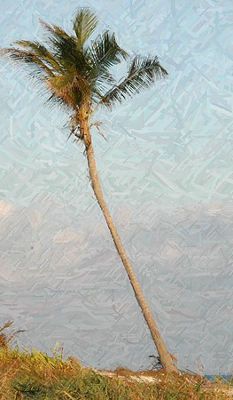 01 Palm Lone