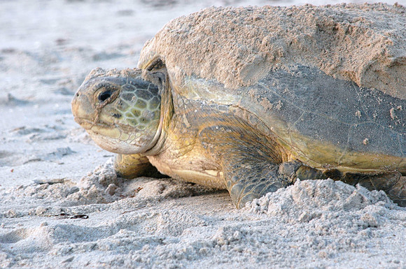 art show app turtle